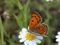 Lycaena asabinus (Anadolu Ateşgüzeli)